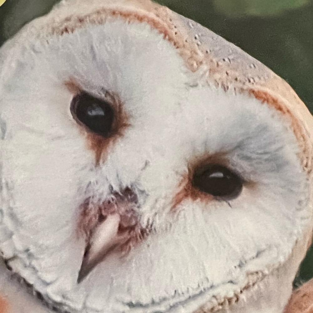 Meet your Posher, Nikki